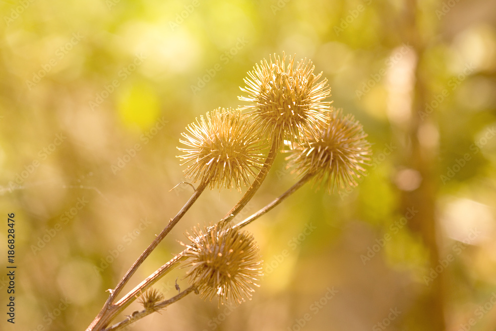 Obraz premium Distel in Sonne