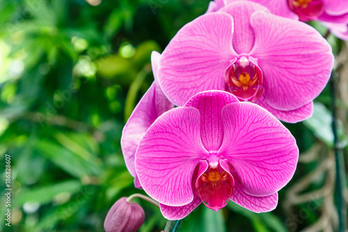 Orchid flower in orchid garden at winter or spring day for postcard beauty and agriculture idea concept design. Magenta Phalaenopsis Orchid.