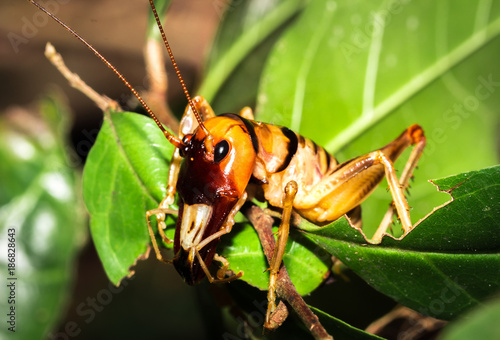 Madagascar King Cricket (Anostostomatidae) sitting resting, Nosy Komba, Madagascar photo