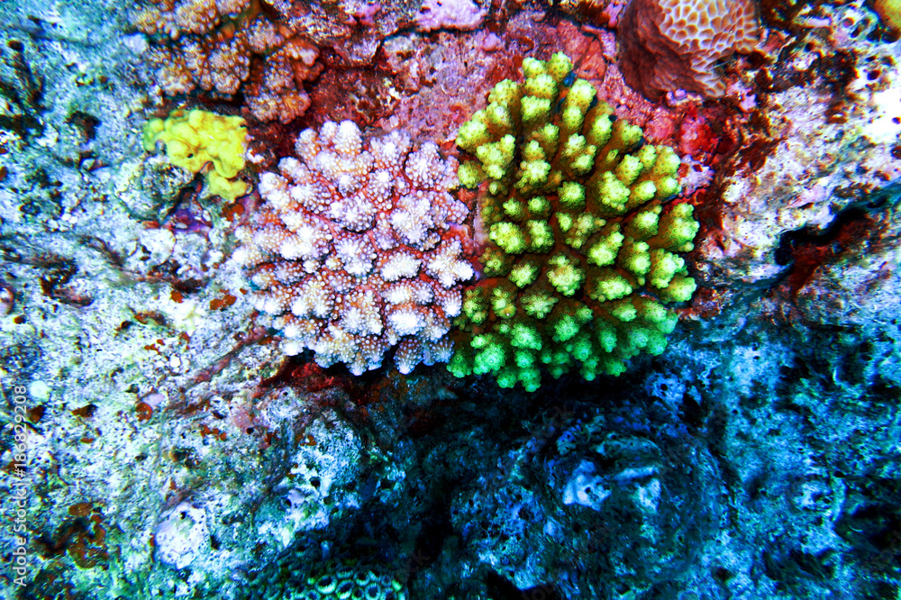 Fototapeta premium 海中写真