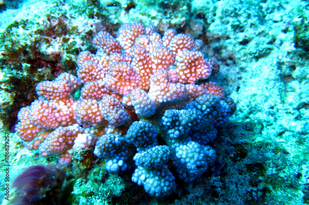 Obraz premium 海中写真