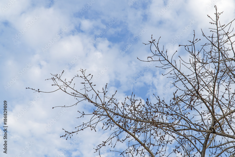 Under of tree and with branch magnify Under of tree and with branch magnify
