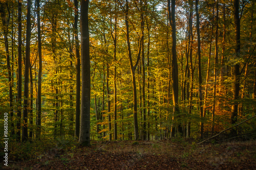 European Beech Forest in Fall