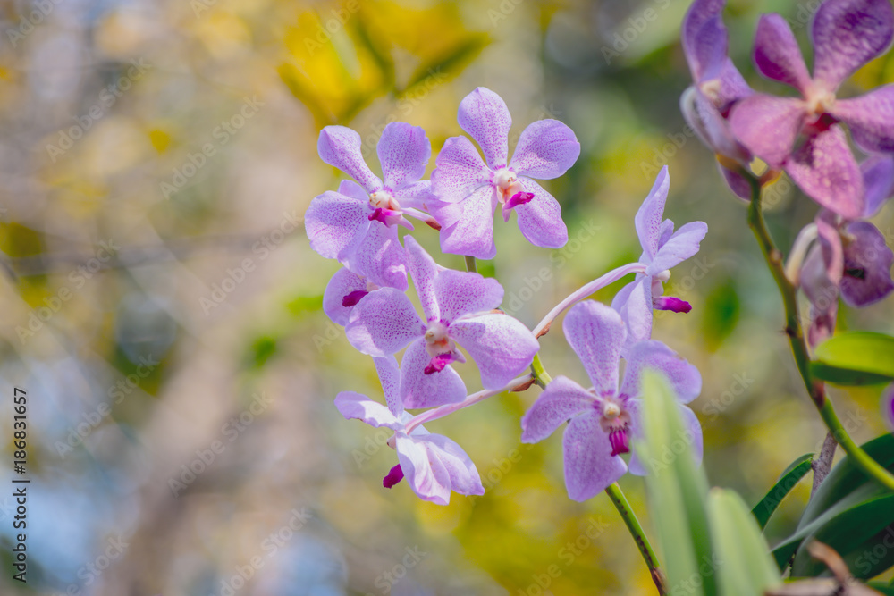 Beautiful purple orchid, Vanda, on bright sunlight and soft blurred style, on natural blur background