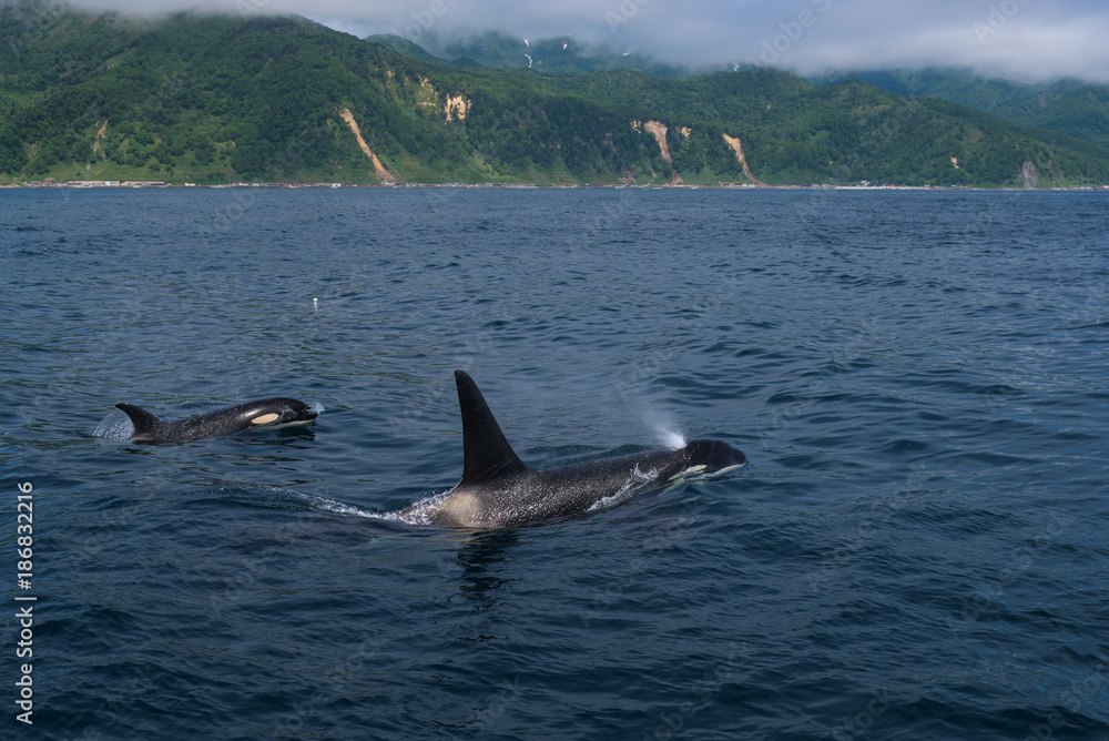 Fototapeta premium A group of Killer Whales swimming in the sea of Okhotsk near the Shiretoko Peninsula, Hokkaido, Japan