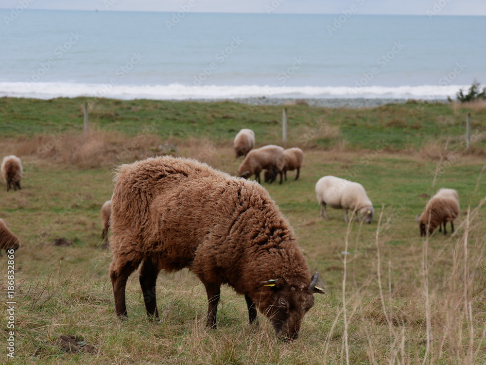 Fototapeta premium Mouton au bord de la mer