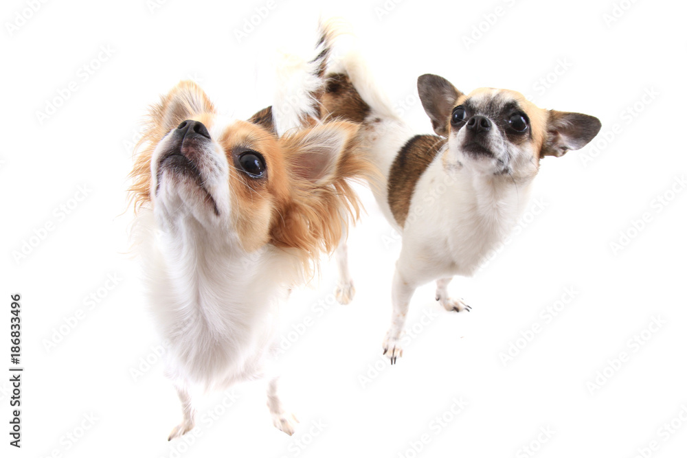two small chihuahua isolated