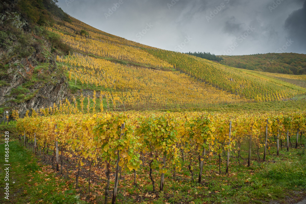 Middle European Vineyards in the Mosel-Rhine Country