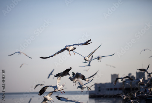 Seagulls migrate to the shore