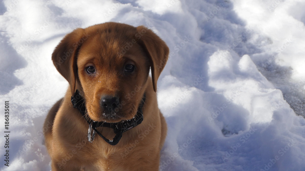 Portrait Rot brauner junger Labrador Welpe im Schnee Portrait Rot brauner junger Labrador Welpe im Schnee