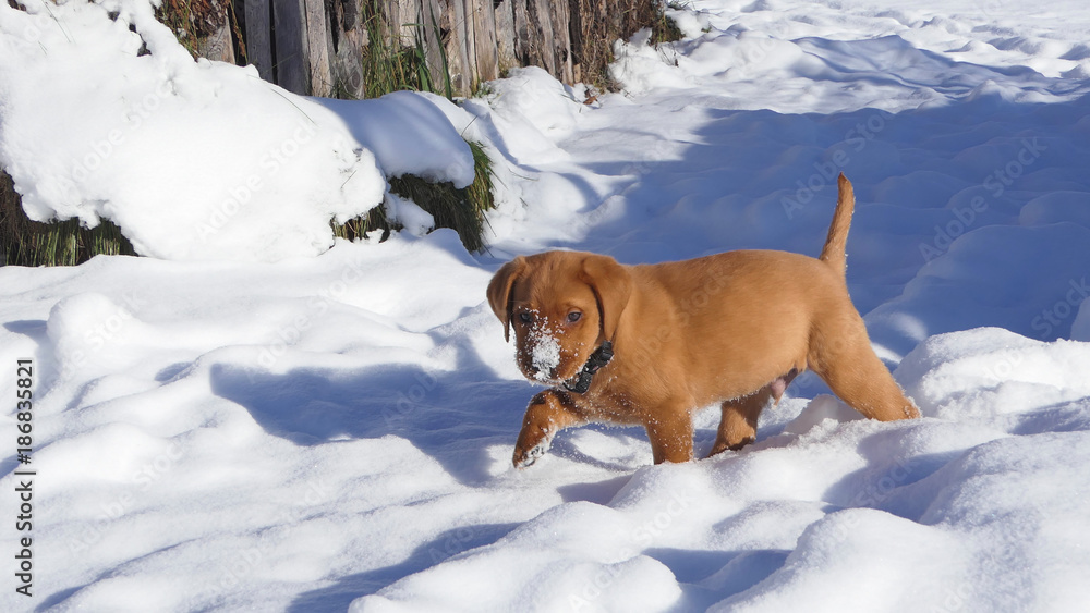 Rot brauner junger Labrador Welpe mit Schnee auf Schnauze