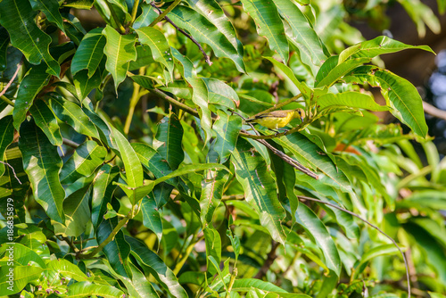 Brown-throated Sunbird or Plain-throated Sunbird on a tree branch