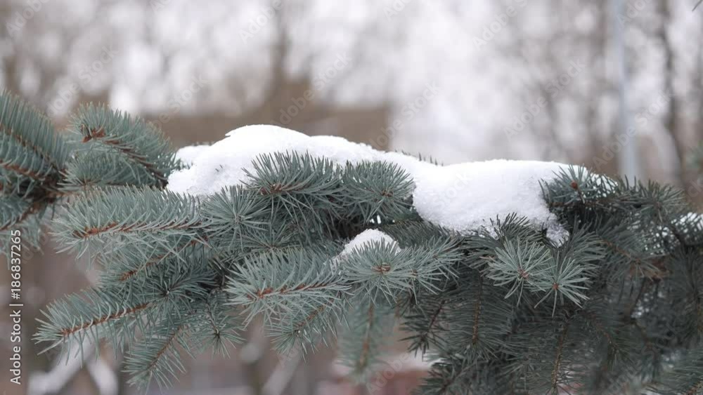 Spruce Branches Covered With Snow In City Park Spruce Branches Covered With Snow In City Park
