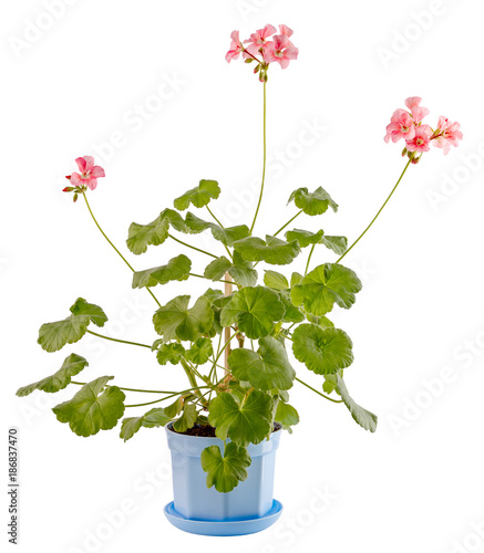 Isolated on white background a home flower in a bowl. Pelargonium, the family of geranium.