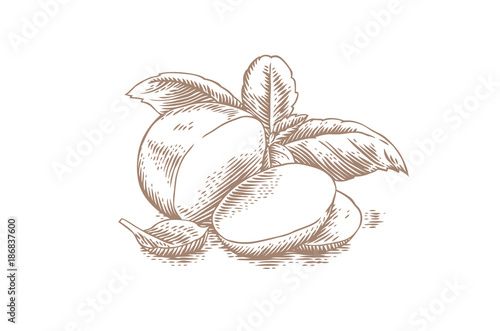 Mozzarella with basil leaves