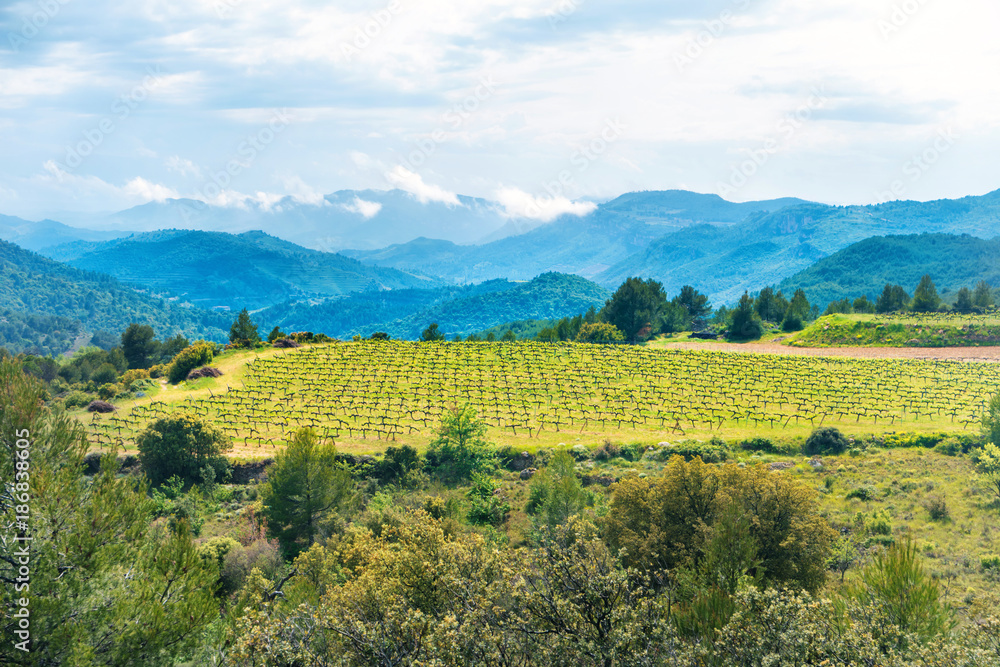 Obraz premium European vineyard at sunset with mountains on background