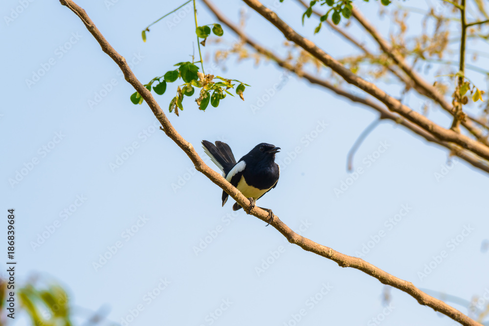 Obraz premium Asia magpie, Asian magpie, Common magpie (Pica pica) bird perching on a branch