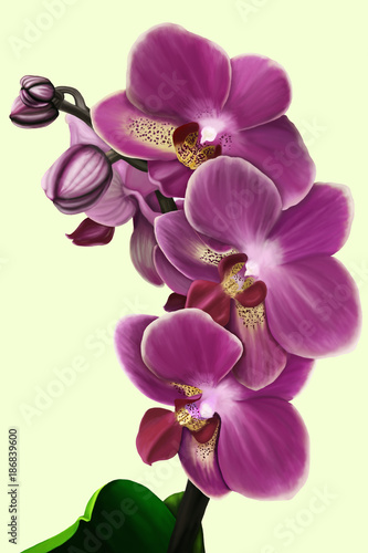 The sprig of a purple orchid phalanopsis on a gentle monophonic background