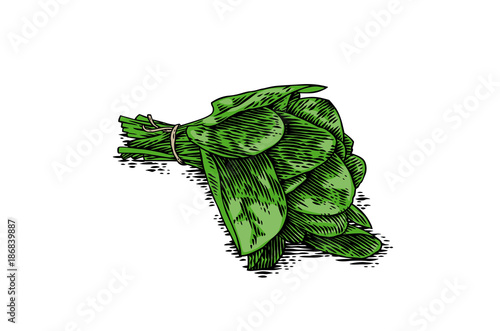 Bunch of spinach