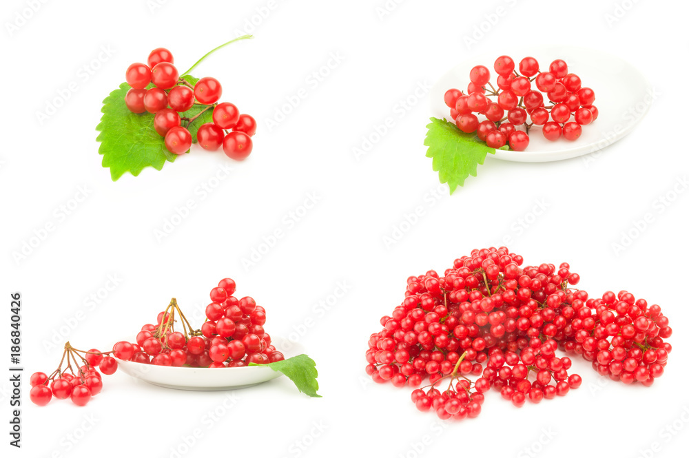 Group of viburnum berries Group of viburnum berries