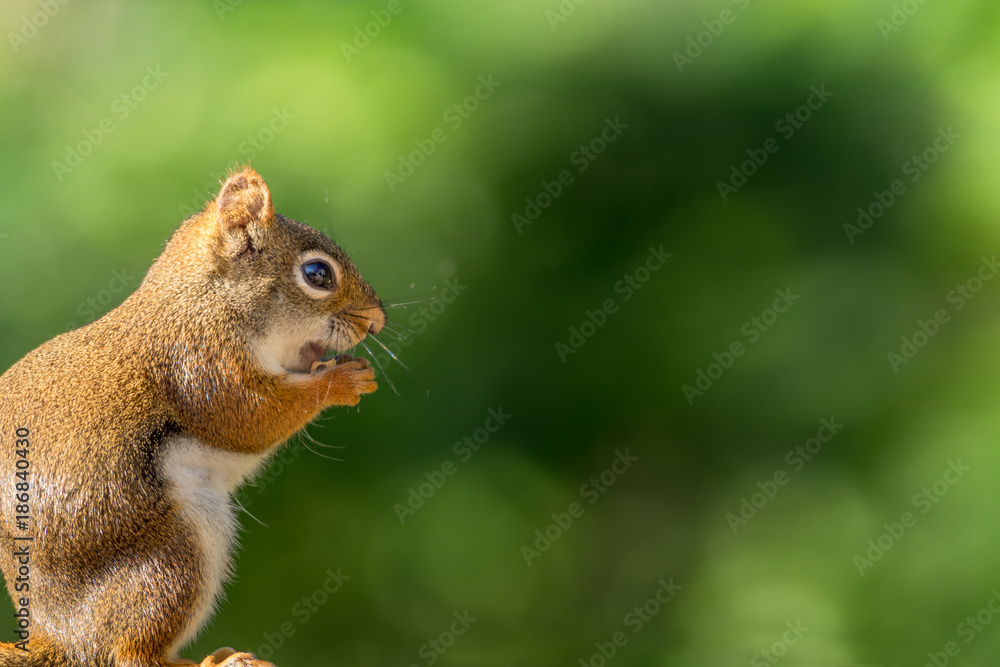 American Red Squirrel (Tamiasciurus hudsonicus) enjoys a snack against a forest green background American Red Squirrel (Tamiasciurus hudsonicus) enjoys a snack against a forest green background