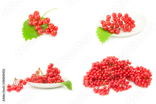 Group of viburnum berries 