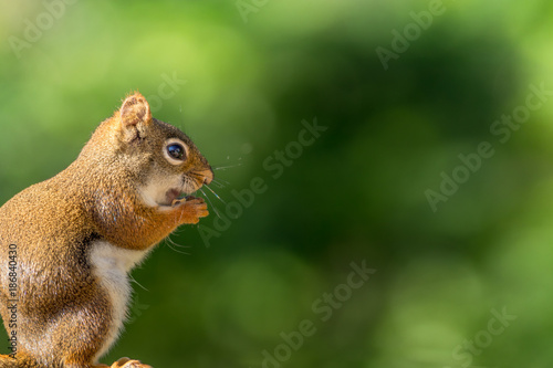American Red Squirrel (Tamiasciurus hudsonicus) enjoys a snack against a forest green background