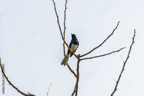 Asia magpie, Asian magpie, Common magpie (Pica pica) bird perching on a branch