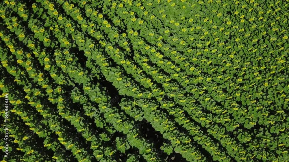 Flying over a Sunflower field, drone moving across a yellow field of sunflowers, aerial view of a sunflower field ,summer landscape of a sunflower. Flying over a Sunflower field, drone moving across a yellow field of sunflowers, aerial view of a sunflower field ,summer landscape of a sunflower.