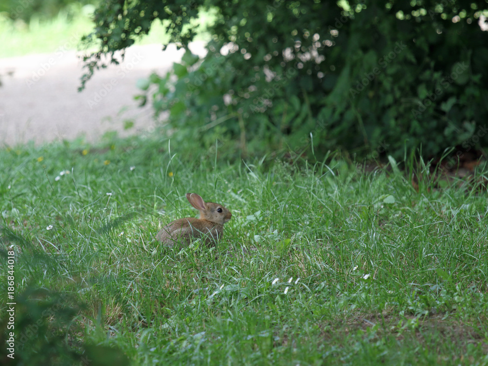 Wild-Kaninchen