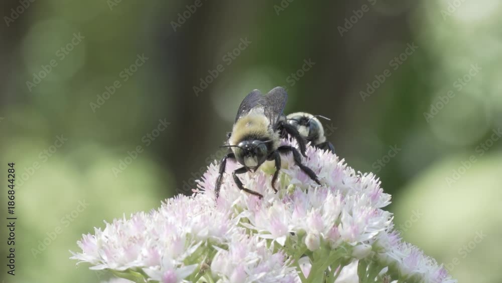 Bees on Flower Bees on Flower