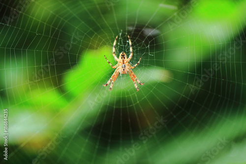 spider on the green background