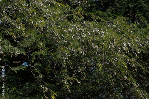 Tamarind Indica on the tree, Maharashtra India