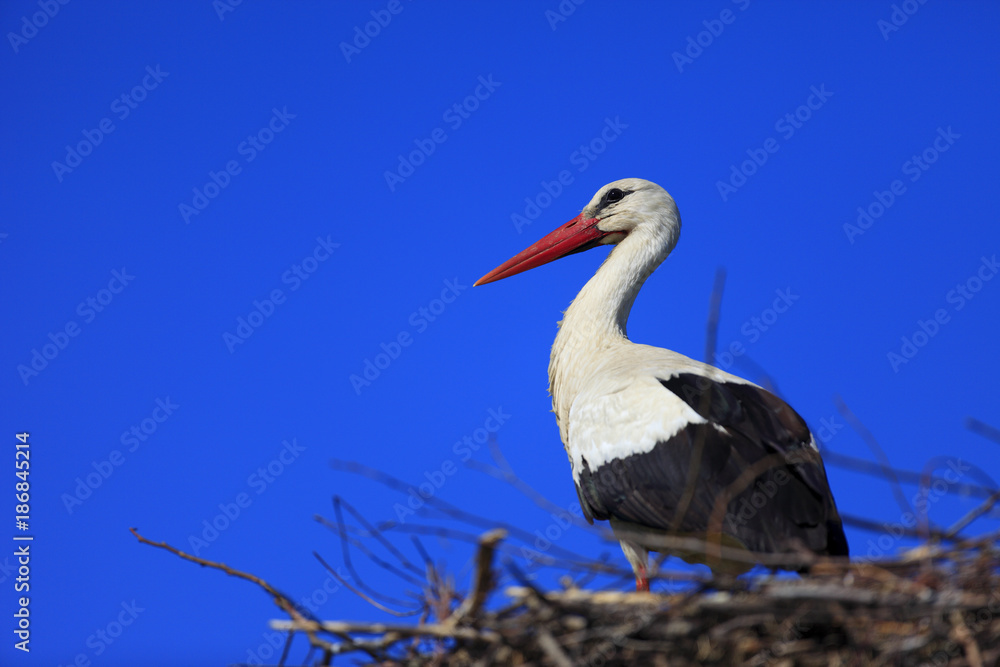Fototapeta premium Poland, Biebrzanski National Park – closeup of a White Stork bird in a nest – latin: Ciconia ciconia