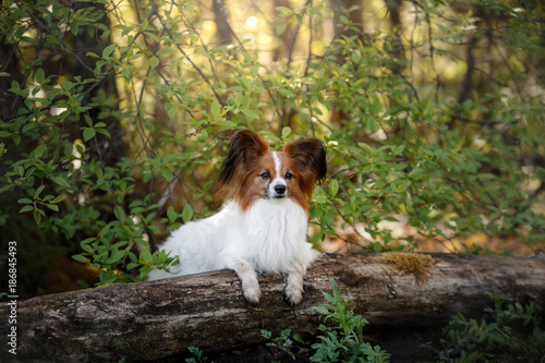 Papillon dog in the forest