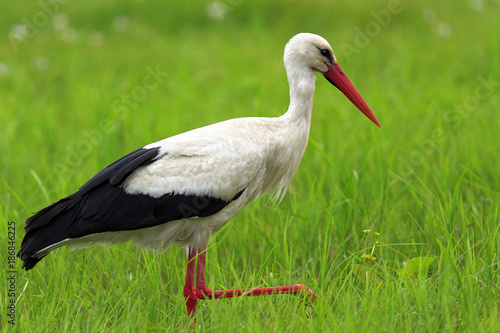 Poland, Biebrzanski National Park – closeup of a White Stork bird in a nest – latin: Ciconia ciconia
