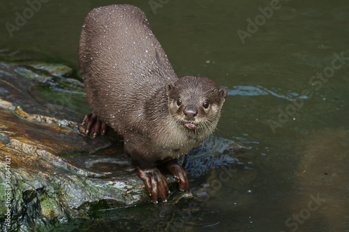 photo of a beautiful smooth coated otter