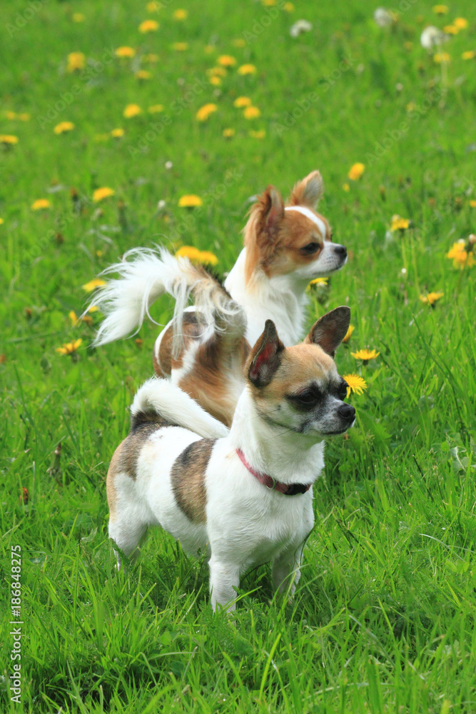 two chihuahua in the green grass two chihuahua in the green grass