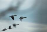 flying ducks with fuzziness