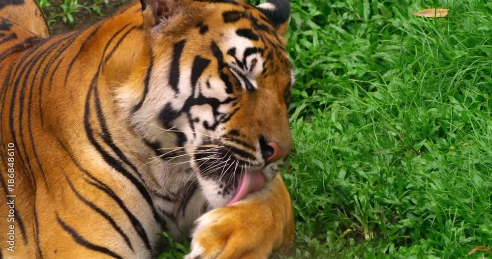 The Bengal tiger, also called the royal Bengal tiger (Panthera tigris), is the most numerous tiger subspecies. It is the national animal of both India and Bangladesh. The Bengal tiger, also called the royal Bengal tiger (Panthera tigris), is the most numerous tiger subspecies. It is the national animal of both India and Bangladesh.