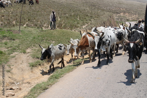 Quadro su tela Rinder in Madagaskar