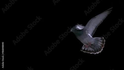 gray pigeon on a white background. Slow motion