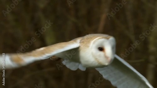owl launching start. bird. slow motion .animals wildlife.