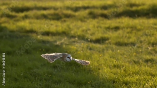 owl launching start. bird. slow motion. animals wildlife.