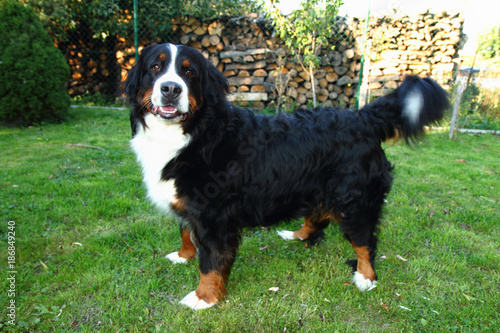 berner sennenhund dog