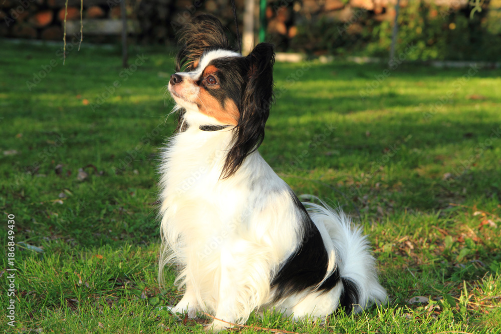 papillon dog in the grass papillon dog in the grass