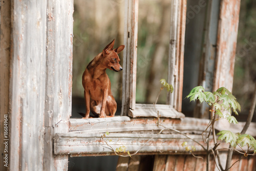 Little dog in the window. Toy terrier