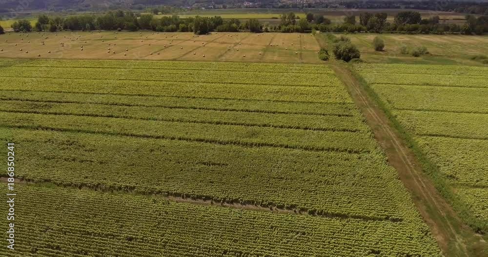 Aerial, beautiful cultivated sunflower fields and hay rolls in Tuscany Aerial, beautiful cultivated sunflower fields and hay rolls in Tuscany