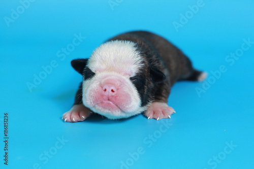 7 days purebred English Bulldog puppy say hello the world on light   blue screen © Sigma s