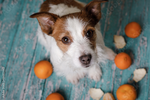 Fototapeta Naklejka Na Ścianę i Meble -  Jack Russell Terrier and tangerines